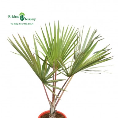 Latina Palm - Outdoor Plants -  - latina-palm -   