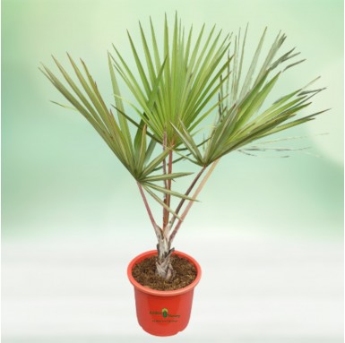 Latina Palm - Outdoor Plants -  - latina-palm -   