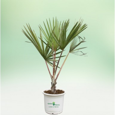 Latina Palm - 18 Inch - White Pot