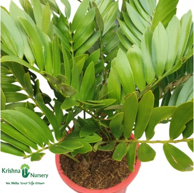 Zamia Palm - Outdoor Plants -  - zamia-palm -   