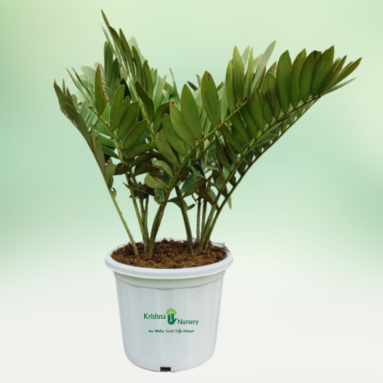 Zamia Palm - Outdoor Plants -  - zamia-palm -   