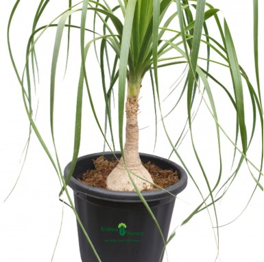 Ponytail Palm (Nolina Palm) - Outdoor Plants -  - ponytail-palm-nolina-palm -   