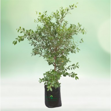 Micro Ficus Plant - 14 Inch - Poly Bag