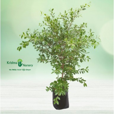Micro Ficus Plant - 14 Inch - Poly Bag