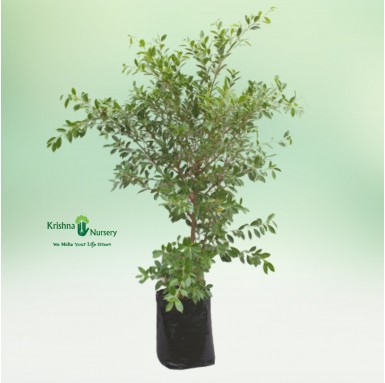 Micro Ficus Plant - Outdoor Plants -  - micro-ficus-plant -   