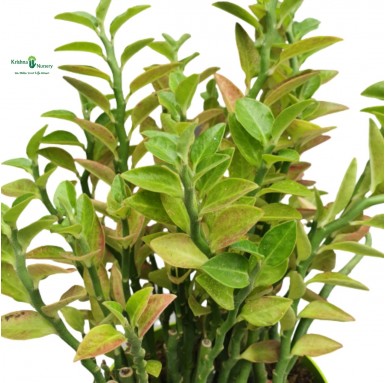 Pethilanthus Plant - 6 Inch - Green Pot