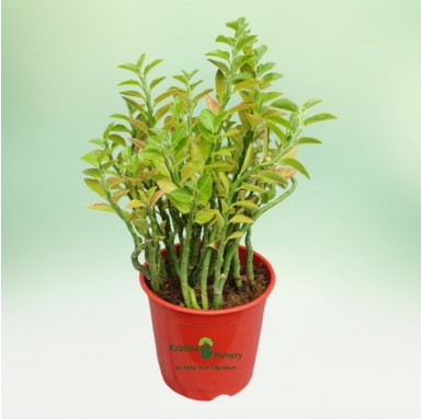 Pedilanthus Plant - Outdoor Plants -  - pedilanthus-plant -   