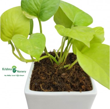 Golden Money Plant - 4 Inch - White Pot
