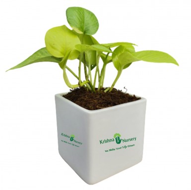 Golden Money Plant - 4 Inch - White Pot