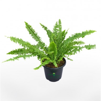 Fern Plant - Indoor Plants -  - fern-plant -   
