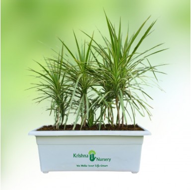Dracaena Marginata Plant with Rectangular Pot - Indoor Plants -  - dracaena-marginata-plant-with-rectangular-pot -   