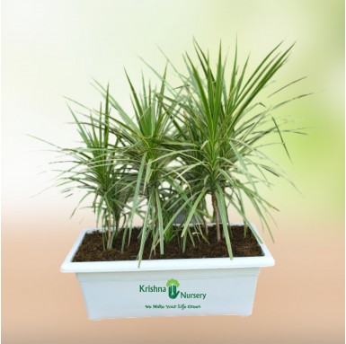 Dracena Marginata Plant - Indoor Plants -  - dracena-marginata-plant -   
