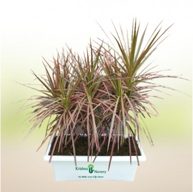 Dracaena Marginata Plant with Rectangular Pot - Indoor Plants -  - dracaena-marginata-plant-with-rectangular-pot -   