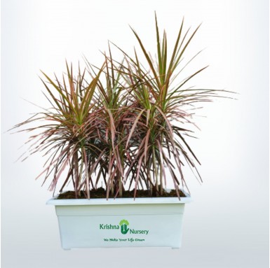 Dracena Marginata Plant - 24 Inch - White Pot