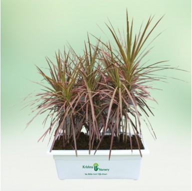 Dracena Marginata Plant - 24 Inch - White Pot
