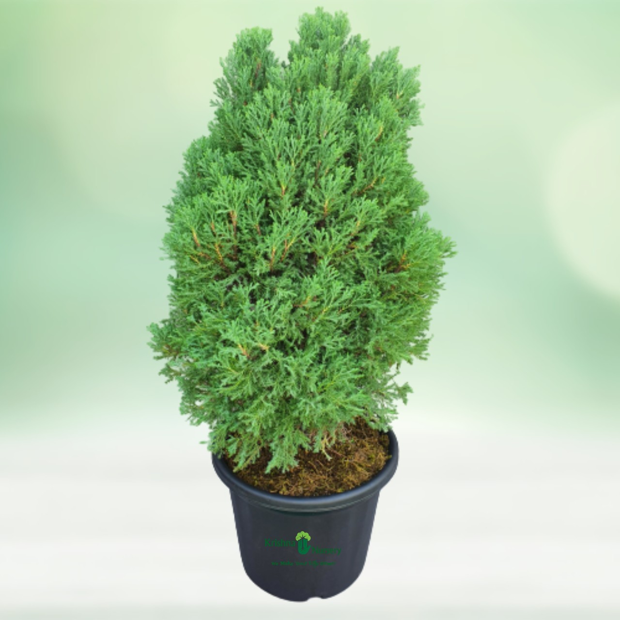 Juniperus Plant - 12 Inch - Black Pot