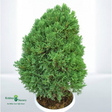 Juniperus Plant - 12 Inch - White Pot