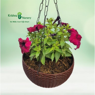 Petunia Flower Plant with Hanging Basket - Hanging Plants -  - petunia-flower-plant-with-hanging-basket -   