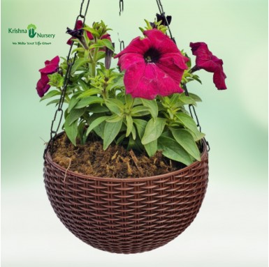 Petunia Flower Plant with Hanging Basket - Hanging Plants -  - petunia-flower-plant-with-hanging-basket -   