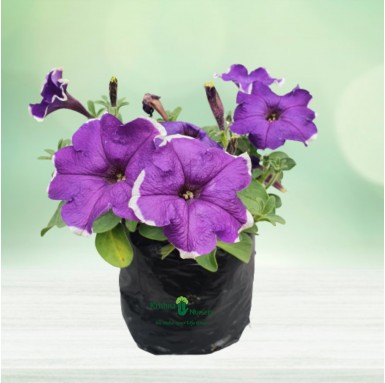 Petunia Flower Plant (Any Color) - Winter Season Plants -  - petunia-flower-plant-any-color -   