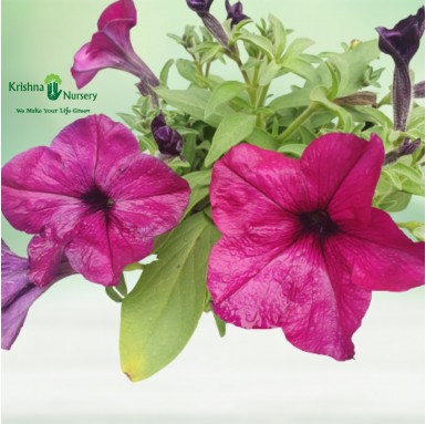 Petunia Flower Plant (Any Color) - Winter Season Plants -  - petunia-flower-plant-any-color -   
