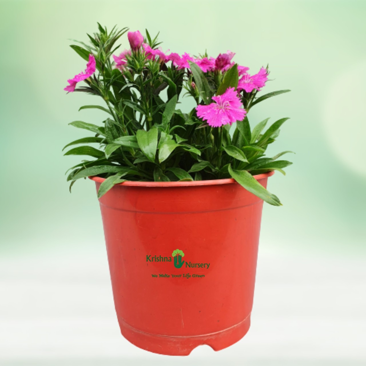 Dianthus Flower Plant - Winter Season Plants -  - dianthus-flower-plant -   