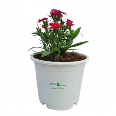 Dianthus Flower Plant - 6 Inch - White Pot
