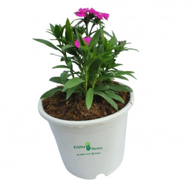Dianthus Flower Plant - 6 Inch - White Pot