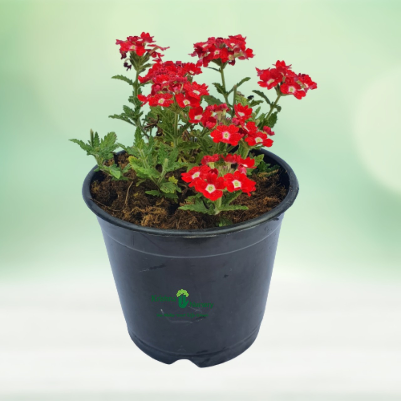 Verbena Flower Plant - 6 Inch - Black Pot
