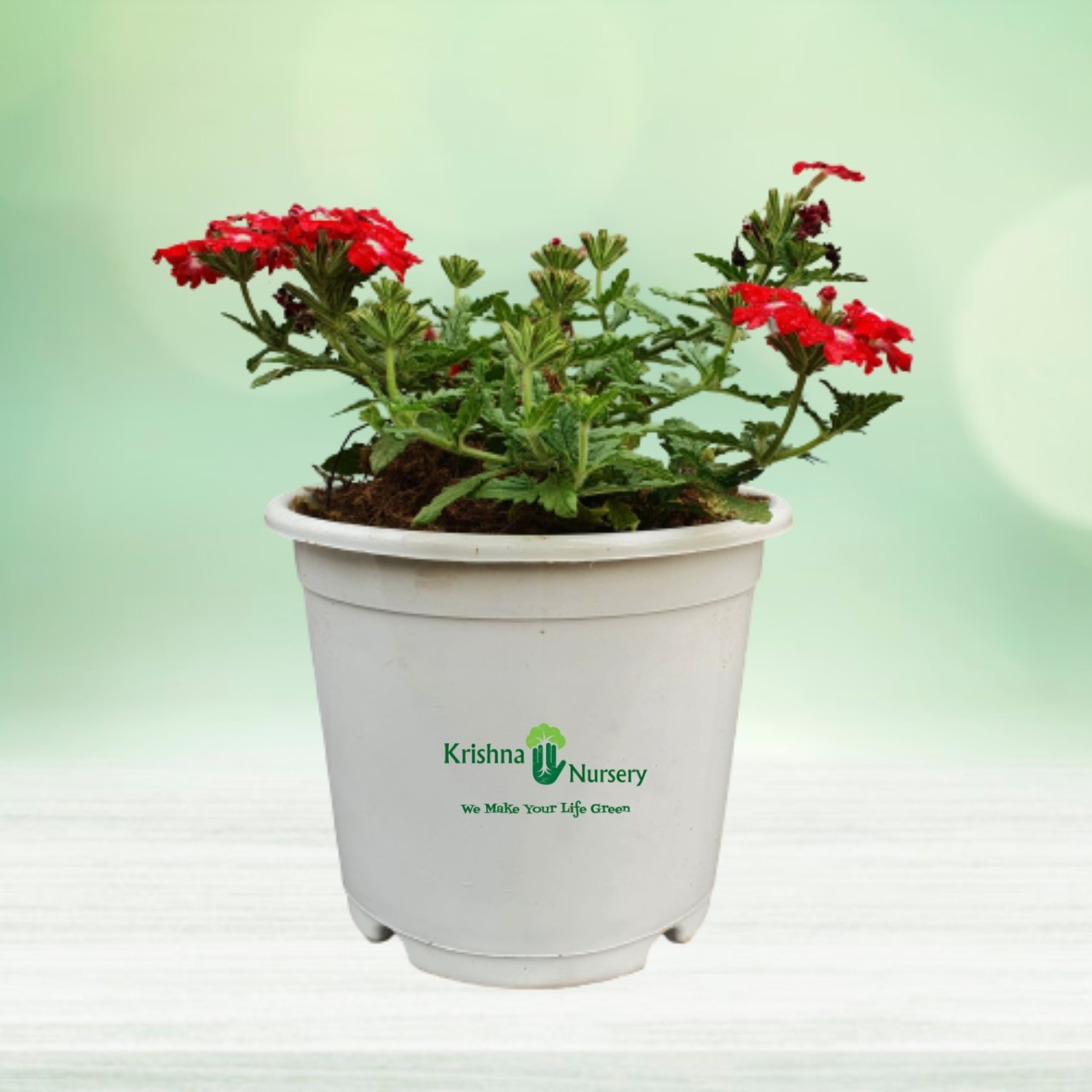 Verbena Flower Plant - 6 Inch - White Pot
