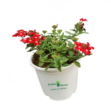 Verbena Flower Plant (Any Color) - Winter Season Plants -  - verbena-flower-plant-any-color -   
