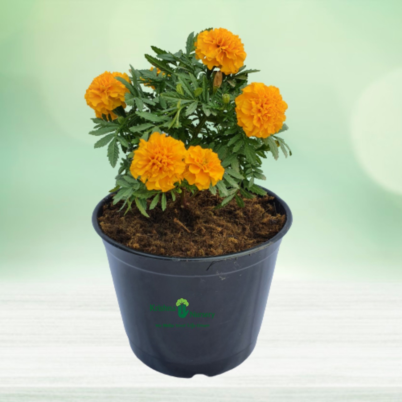 Marigold Plant - 6 Inch - Black Pot