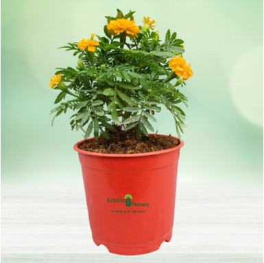 Marigold Plant - Seasonal Plants -  - marigold-plant -   