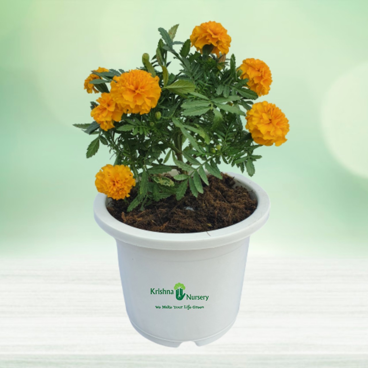 Marigold Plant - 8 Inch - White Pot