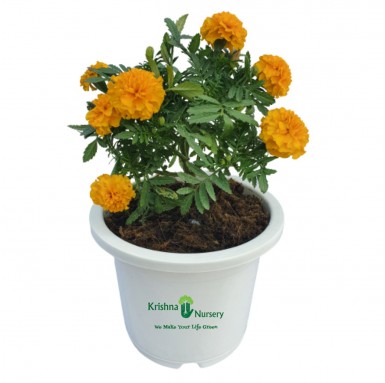 Marigold Plant - Seasonal Plants -  - marigold-plant -   