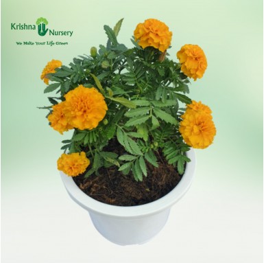Marigold Plant - 8 Inch - White Pot