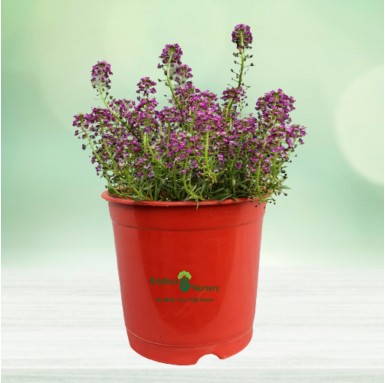 Alyssum Plant (Any Color) - Winter Season Plants -  - alyssum-plant-any-color -   