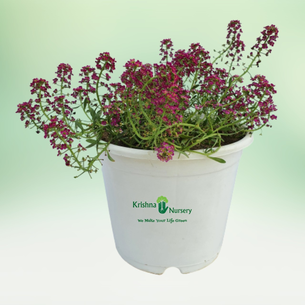 Alyssum Plant (Any Color) - Winter Season Plants -  - alyssum-plant-any-color -   