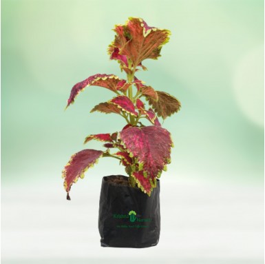 Coleus Plant - Winter Season Plants -  - coleus-plant -   