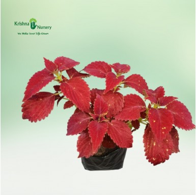 Coleus Plant - Winter Season Plants -  - coleus-plant -   