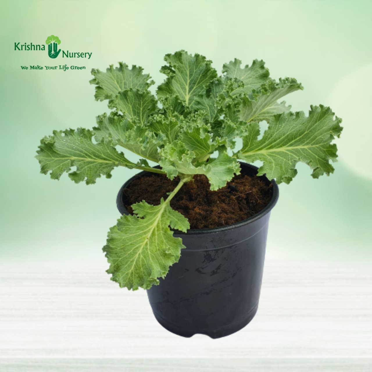 Kale Plant - 6 Inch - Black Pot