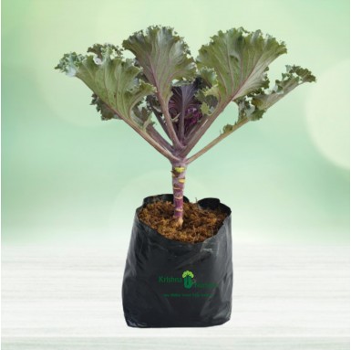 Kale Plant - Winter Seasonal Plants -  - kale-plant -   