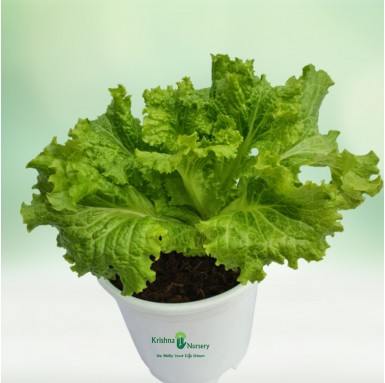Kale Plant - Winter Seasonal Plants -  - kale-plant -   
