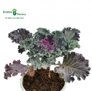 Kale Plant - 6 Inch - White Pot