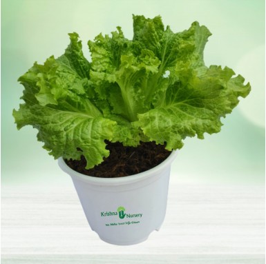 Kale Plant - 6 Inch - White Pot
