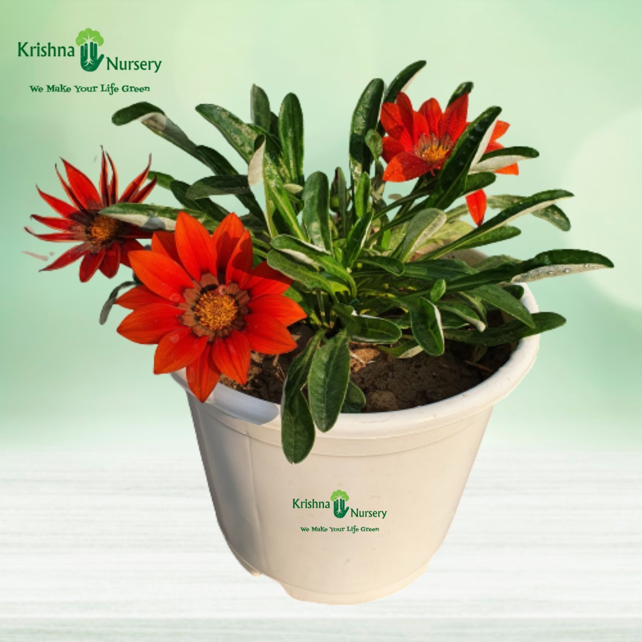 Gazania Flower Plant (Any Color) - Winter Season Plants -  - gazania-flower-plant-any-color -   