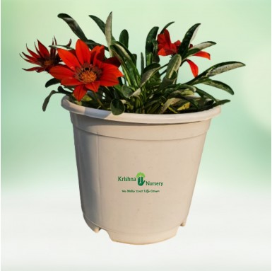 Gazania Flower Plant (Any Color) - Winter Season Plants -  - gazania-flower-plant-any-color -   