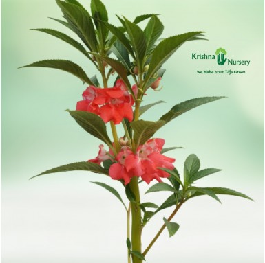 Balsam Plant - Summer Seasonal Plants -  - balsam-plant -   
