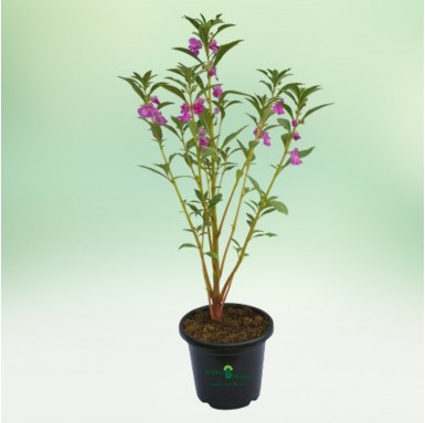 Balsam Plant - Summer Season Plants -  - balsam-plant -   