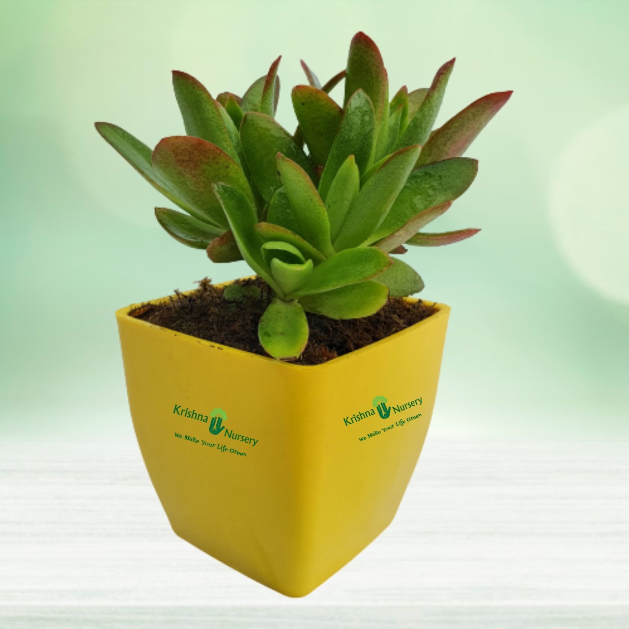 Succulent Plant - 4 Inch - Yellow Pot